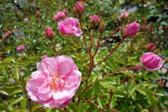 バラ　‘ラベンダー　メイディランド’