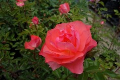 バラ　‘ジャルダン　ドゥ　フランス’