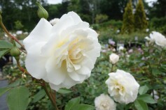 バラ　‘ファビュラス！’