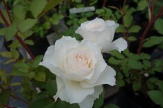 バラ　‘真珠貝’