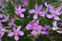 ローレンティア　フィズアンドポップ