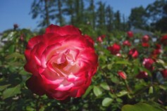 バラ　‘ジュピレ　デュ　プリンセス　ドゥ　モナコ’