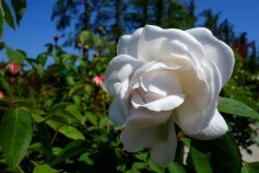 バラ　‘ウィンチェスターキャシードラル’