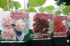 アルセア（ホリホック）