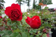 バラ　‘旬®’