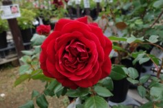 バラ　‘マヨルカ’