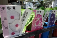 アサガオ　暁シリーズ