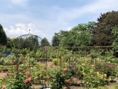 バラ見本園の良い季節が訪れました♪