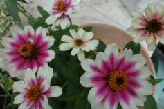 ‘ジニア プロフュージョン チェリーバイカラー’