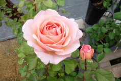 バラ　‘プリンセス　シャルレーヌ　ドゥ　モナコ’