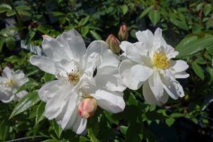 バラ　‘スノーグース’