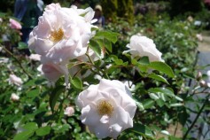 バラ　‘ニュードーン’