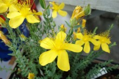 ヒペリカム　‘ヒデコート’