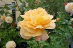 バラ　‘シナモン　チャイ’