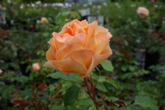 バラ　‘バタースコッチ’