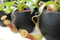 不思議☆食虫植物