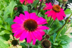 エキナセア・センセーションピンク
