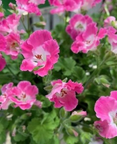 ペラルゴニウム