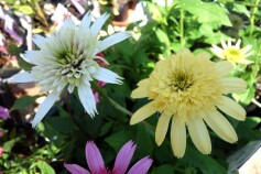 ダブル咲きのエキナセア