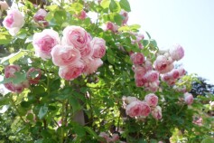 バラ　‘ジャスミーナ’