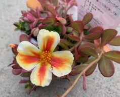 ポーチュラカ ‘フェリーチェ　オレンジスター’