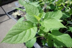 アジサイ　‘アナベル’