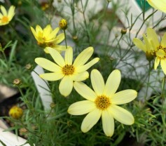 イトバハルシャギク