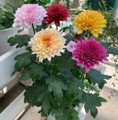 スプレーマム ‘ダンテ’