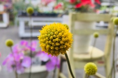 クラスペディア・グロボーサ