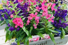 アンゲロニア・エンジェルフェイス