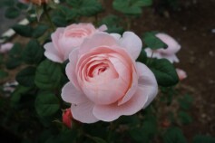 バラ　‘クィーン　オブ　スウェーデン’