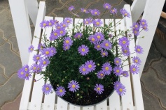 ブラキカム「星空マム」