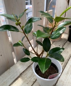 フランスゴムの木