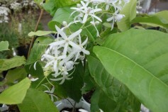 ペトレア　ヴォルビリス