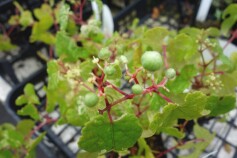 斑入りノブドウ