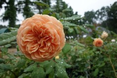 バラ　‘クラウン　プリンセス　マルガリータ’