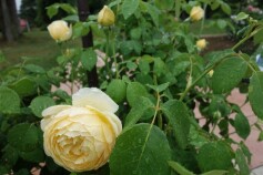 バラ　‘シャルロット　オースチン’