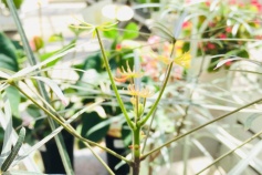 ボトルツリーの新芽