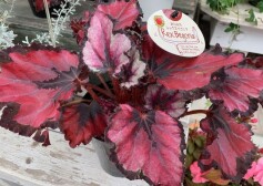 レックスベゴニア