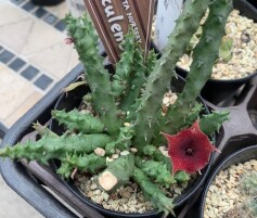 多肉植物に花が咲きました！