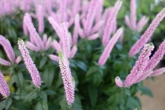 ベロニカ　‘ファーストキス’