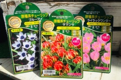 原種系チューリップ