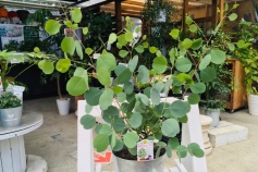 ユーカリ・ポポラス