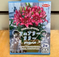 ユリの球根がいっぱい！