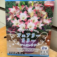 球根がいっぱい2