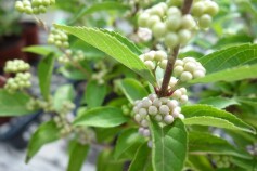 ムラサキシキブ