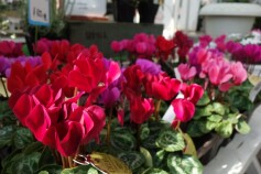 ガーデンシクラメン