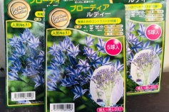 ブローディア・ルディー