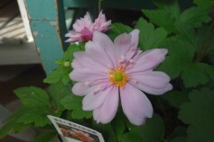 八重咲きシュウメイギク