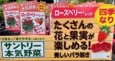 イチゴ ‘ローズベリー・レッド’